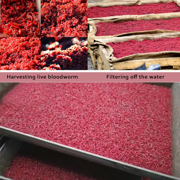 Frozen Bloodworm processing