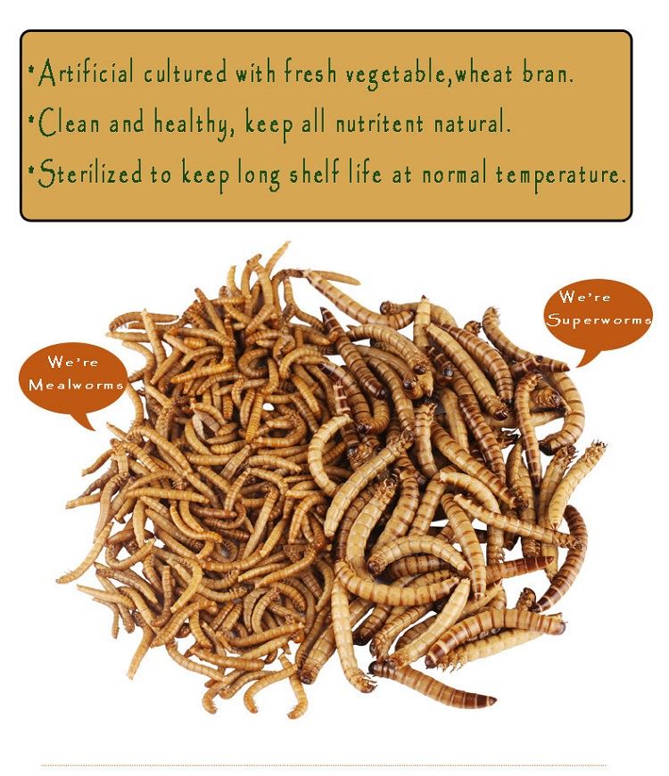 live superworms and fresh mealworms