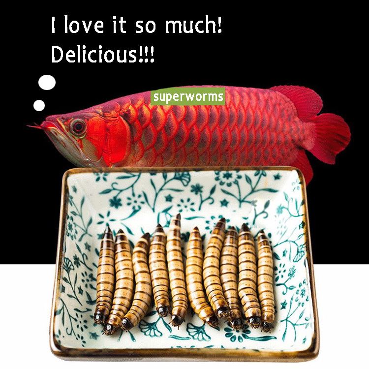 live superworms for arowana fish feed