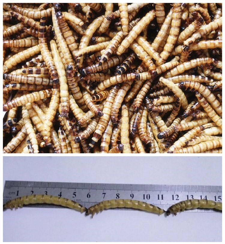 Dried Superworms