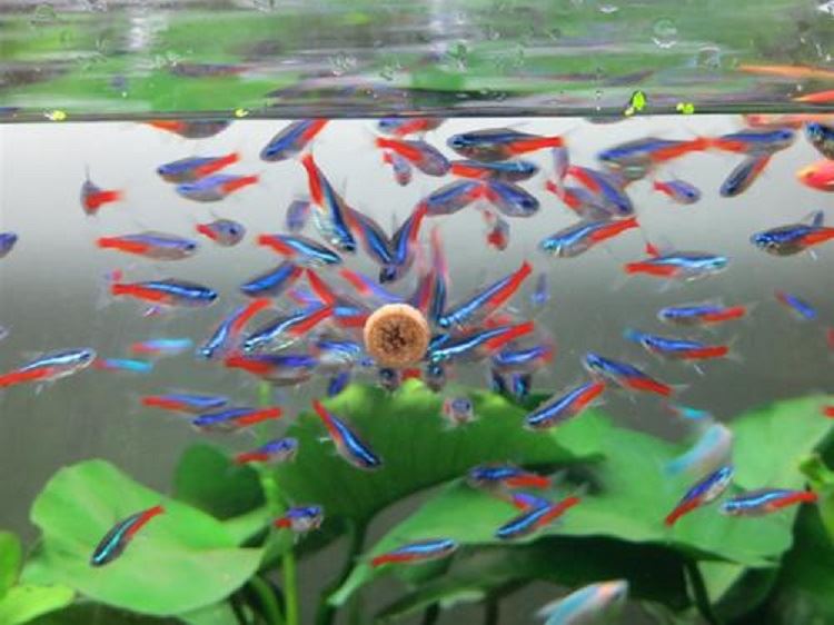 Adhesive 10mm Tablets for all Fish Food