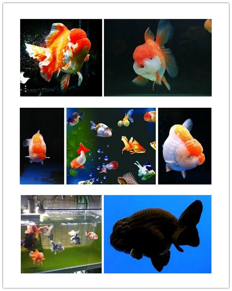 Ranchu sinking Fish Food