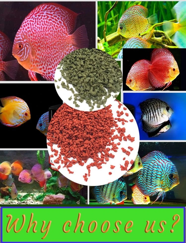 Discus fish food Discus fish food