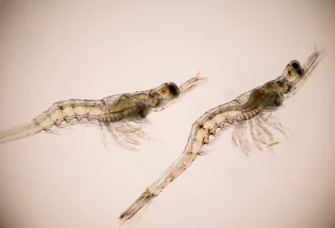 ENCAP ZOEA FEED SHRIMP LARVA FEED ENCAP ZOEA FEED SHRIMP LARVA FEED