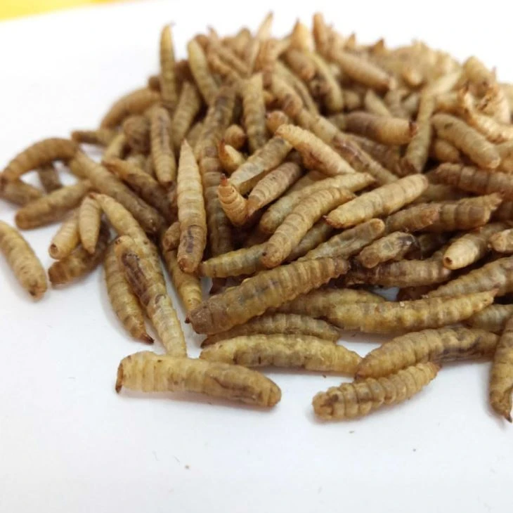 Black Soldier Fly Larvae for Chicken Feed