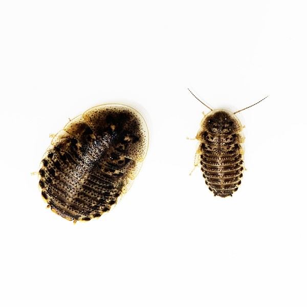 dubia roaches feeding for reptiles