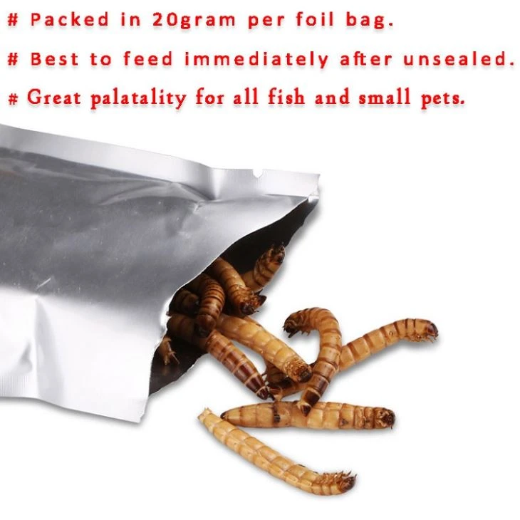 fresh superworms in foil bag fresh superworms in foil bag