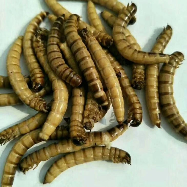 fresh superworms fresh superworms