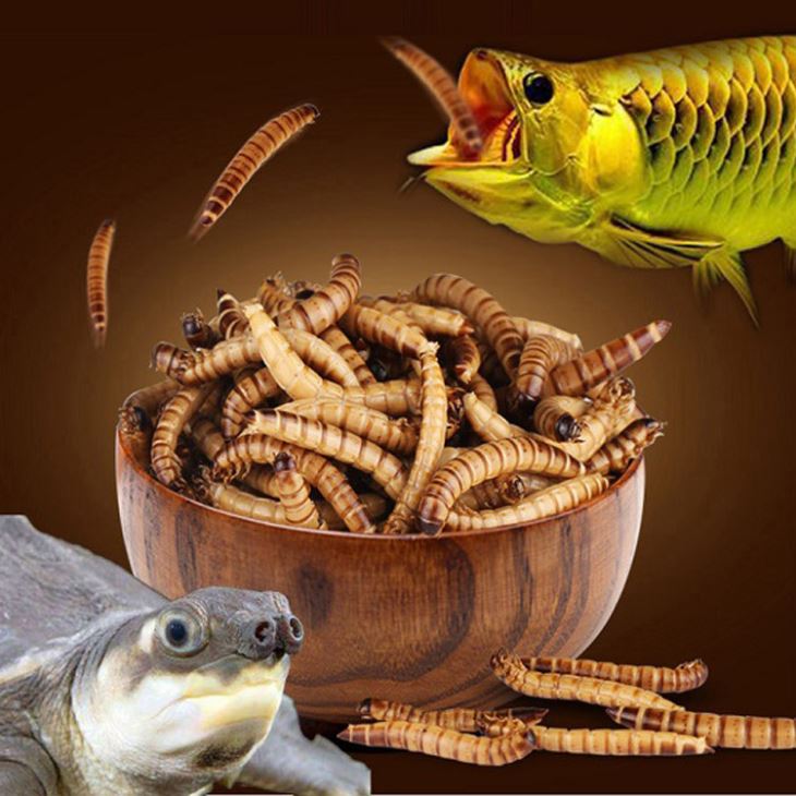 live superworms for arowana fish and aquatic turtle live superworms for arowana fish and aquatic turtle