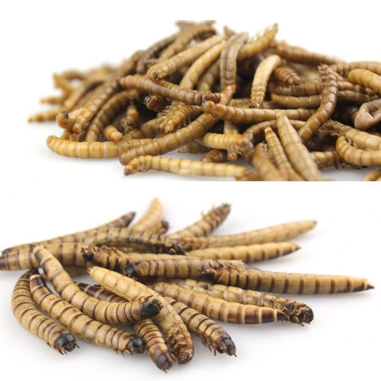 Alimentos frescos de pescado Superworms