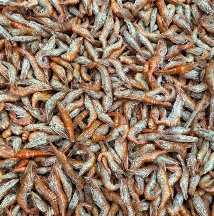 dried river shrimp dried river shrimp
